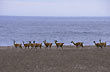 <i>Guanacos</i> on the beach - Photo: Secretar�a de Turismo de la Naci�n