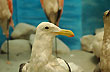 Fauna, museo regional Rada Tilly - Foto: Jorge Gonz�lez