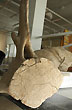 Whale vertebra - Photo: Jorge Gonz�lez