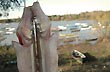 Good specimens - Photo: Pablo Etchevers