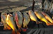 Fresh fish - Photo: Pablo Etchevers