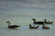 Familia de patos tomando un ba�o termal - Foto: Santiago Gaudio