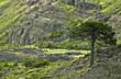 Araucaria en el Valle del Agrio - Foto: Santiago Gaudio