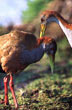 Mimos de pareja - Foto: Casa de la Provincia de Corrientes Mimos de pareja - Foto: Casa de la Provincia de Corrientes