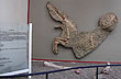 Aucasaurus - Foto: Jorge Gonz�lez