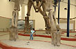 Bajo el gigante (Museo Carmen Funes) - Foto: Jorge Gonz�lez
