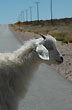Chivo - Foto: Jorge Gonz�lez