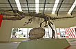 Dinosaurios de la Patagonia en el Museo Carmen Funes - Foto: Jorge Gonz�lez