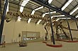 Argentinosaurus, el m�s grande - Foto: Jorge Gonz�lez