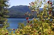 Mosqueta junto al lago - Foto: Jorge Gonz�lez