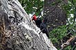 Couple of woodpeckers - Photo: Karina Jozami