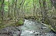 Huemul Creek - Photo: Karina Jozami