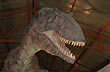 Carnotaurus - Photo: Jorge Gonz�lez