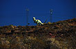 Giganotosaurus observing the road to El Choc�n - Photo: Eduardo Epifanio