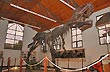 Mesozoic Era - Photo: Jorge Gonz�lez