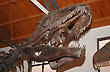 Municipal Museum, mortal jaws - Photo: Jorge Gonz�lez