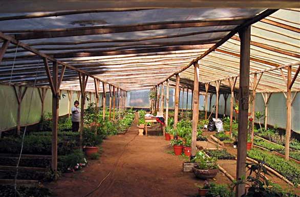 Municipal nursery - Author: Municipalidad de El Dorado
