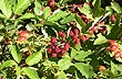 Moras de Esquel - Foto: Jorge Gonz�lez