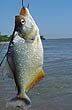 Buena pesca - Photo: Pablo Etchevers