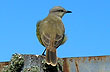 Cattle Tyrant, Iber� Machetornis rixosus - Photo: Pablo Etchevers