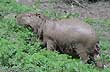 Capybara - Photo: Pablo Etchevers