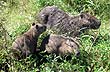 Iber� Capybara - Photo: Pablo Etchevers