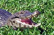 Caiman - Photo: Pablo Etchevers