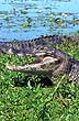 Dweller of the wetlands - Photo: Pablo Etchevers