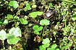 Small Iber� caiman - Photo: Pablo Etchevers