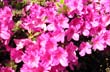 Azaleas, adornos naturales - Foto: Pablo Etchevers