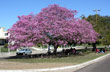 A la sombra de un lapacho rosado - Foto: Pablo Etchevers