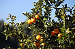 Outstanding citric growing - Photo: Jorge Gonz�lez