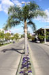 Palmeras en la ciudad - Foto: Pablo Etchevers