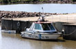 Prefectura en el puerto de Federaci�n - Foto: Pablo Etchevers