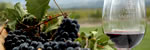 El negocio del vino 