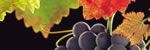 El zorro y las uvas 