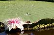 Flor de irup� - Foto: Carlos Ramos