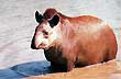 Tapir - Foto: Carlos Ramos