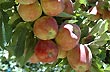 Manzanas deliciosas - Foto: Jorge Gonz�lez
