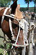 Imagen ecuestre - Foto: Jorge Gonz�lez