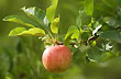 Manzana deliciosa - Foto: Gustavo Reguera