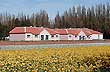 Campos de tulipanes - Photo: Liliana Costas y Luis Quezada / Direcci�n de Turismo de Gobernador Gregores
