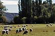 Sobre una verde pradera - Photo: Liliana Costas y Luis Quezada / Direcci�n de Turismo de Gobernador Gregores
