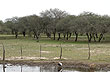 Carob tree woodland - Photo: Jorge Gonz�lez