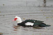 Bird fauna - Photo: Jorge Gonz�lez