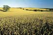Wheat fields - Photo: Instituto de Desarrollo Tur�stico de Entre R�os