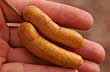 Very strange potatoes - Photo: Marcelo Sola