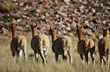 Puna wildlife - Photo: Jorge Gonz�lez