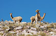 Local fauna - Photo: Jorge Gonz�lez