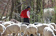 Watching the sheep - Photo: Jorge Gonz�lez